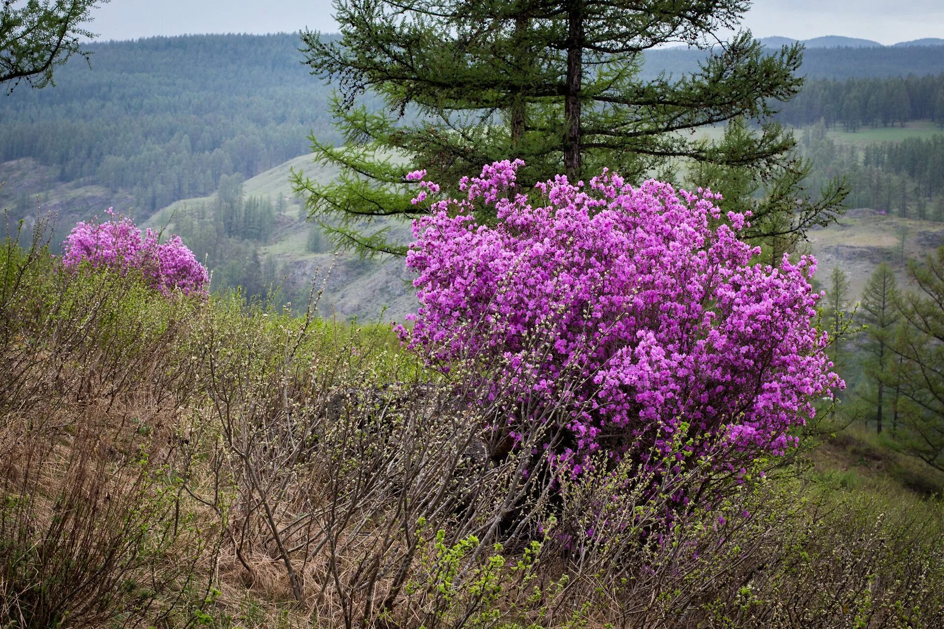 Песня где то багульник