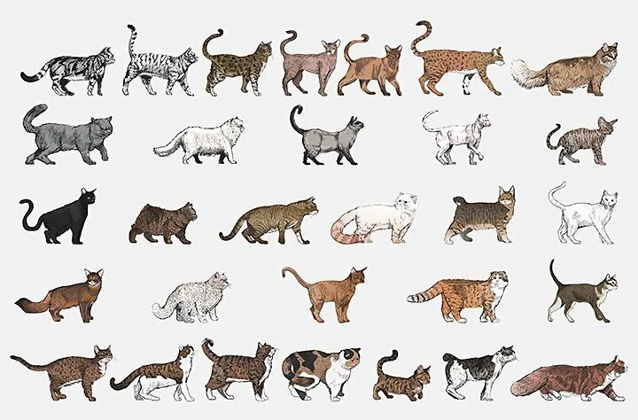 Group of cats фотография Stock Adobe Stock