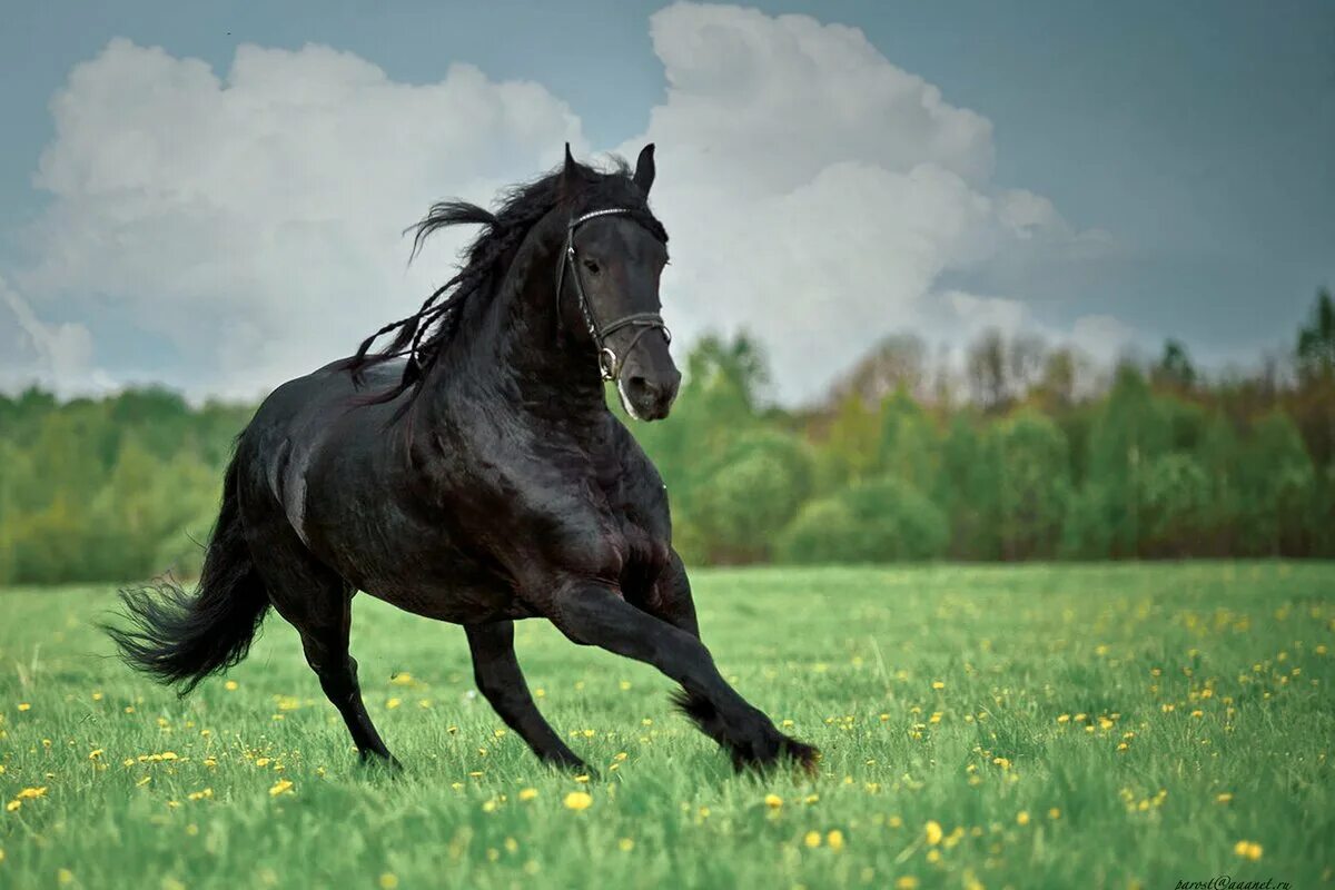 Вороной мустанг лошадь. Мустанг дикий чёрный конь. Сила и грация" (кристин маффей). Мчится конь вороной. Картина лошади.