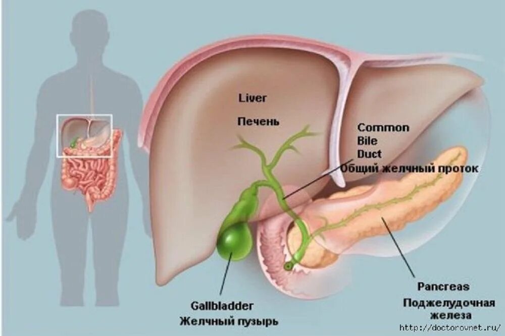 Желчный пузырь анатомия человека. Анатомия расположения желчного пузыря. Печень и поджелудочная железа анатомия. Печень желчный пузырь поджелудочная железа анатомия. Желчный пузырь относится