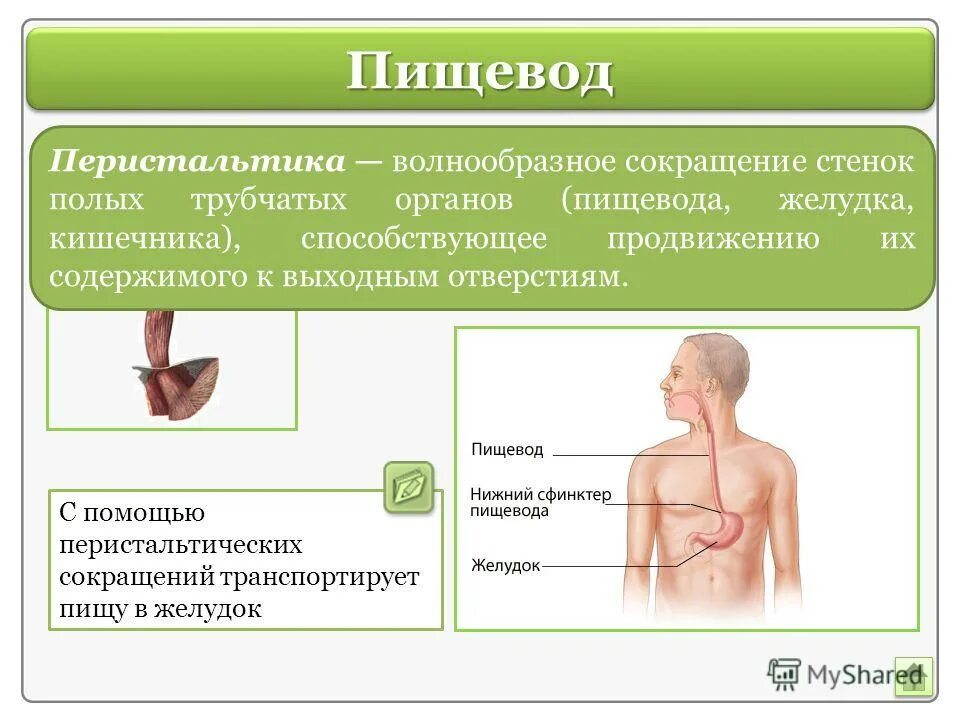 Механизм пищевода