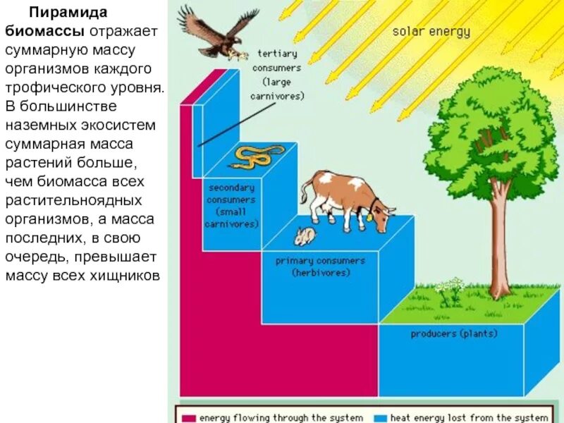 Биомасса растений превышает биомассу животных. Биомасса наземной экосистемы. биомасса растений в экосистеме. пирамида биомассы. пирамида биомассы наземной экосистемы.