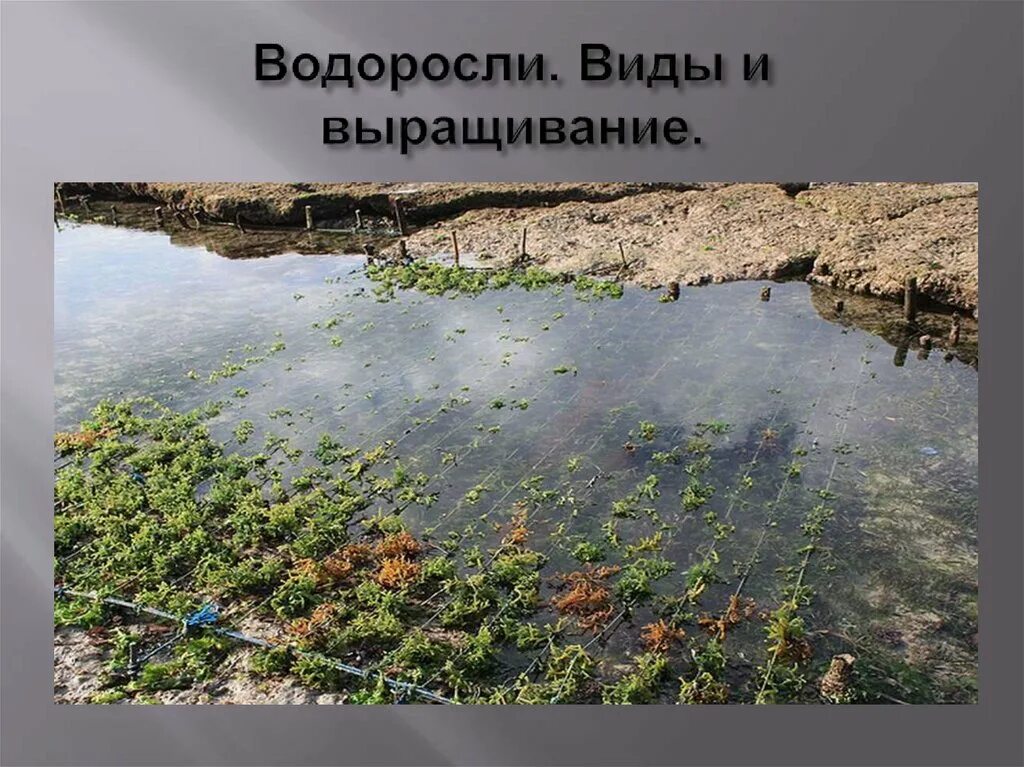 Культивирования водорослей. Культивирование водорослей. Выращивание водорослей. Водоросли на влажной почве. Выращивание водорослей в пруду.