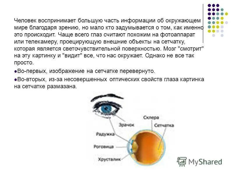 Какой мозг воспринимает информацию от органов зрения