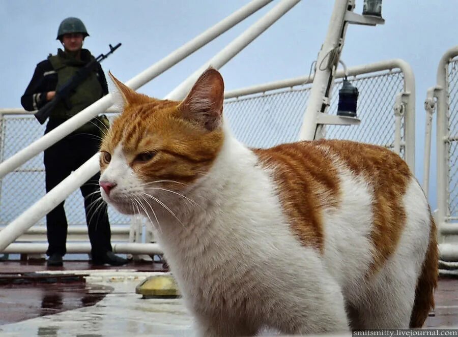 Корабельный кот. Корабельные коты. Корабельный кот порода. Кошка судовая. Корабельный кошак!.