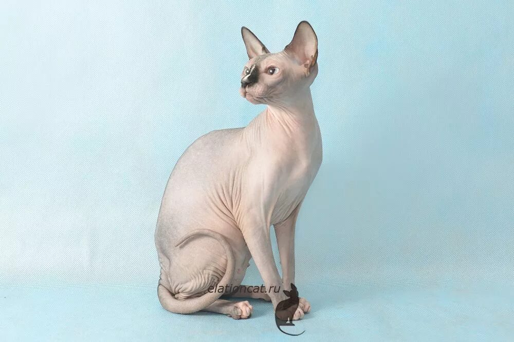 Канадский сфинкс окрас сил поинт. Канадский сфинкс окрас пойнт. Канадский сфинкс сил пойнт. Канадский сфинкс окрас сиамский поинт. Сфинкс канадский блю минк.
