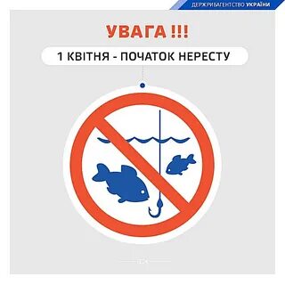 Во время нереста рыб запрещено ловить