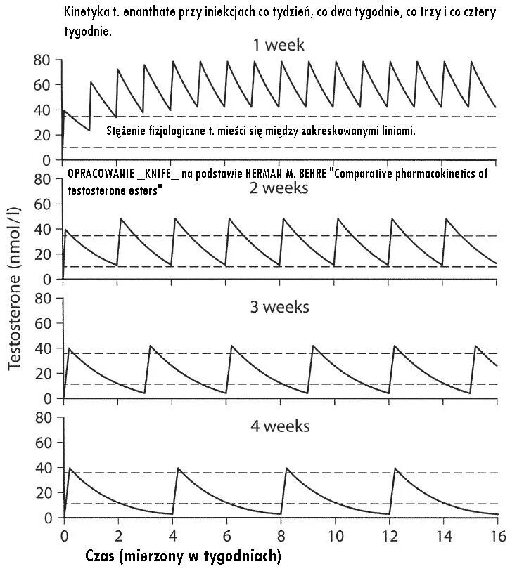 Тестостерон энантат график концентрации. Тестостерон энантат график концентрации в крови. Энантат период полураспада. Схема действия тестостерона энантата.