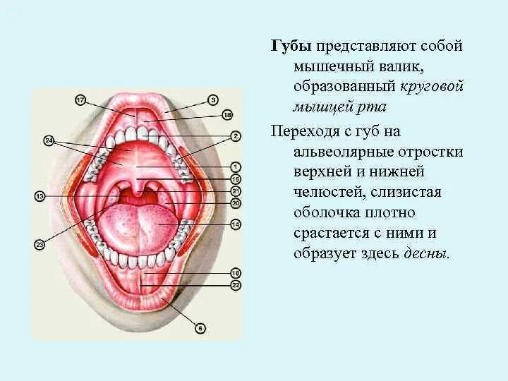 Части губ рта. Слизистая ротовой полости строение. Ротовая полость анатомия 3д. Строение мышц ротовой полости. Альвеола (ротовая полость).