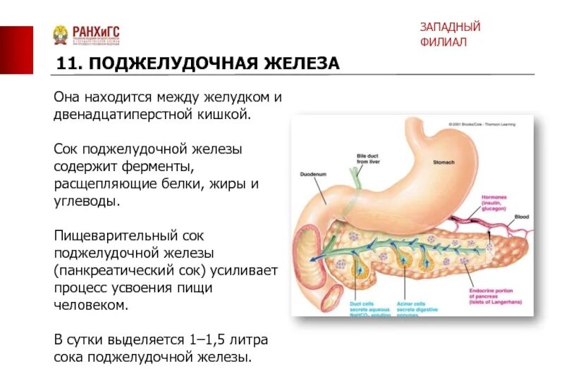 Фермент кишечника расщепляющий белки. Ферменты поджелудочной железы схема. Пищеварительная система человека поджелудочная железа. Поджелудочная железа панкреатический сок. 12 Перстная кишка и поджелудочная железа.