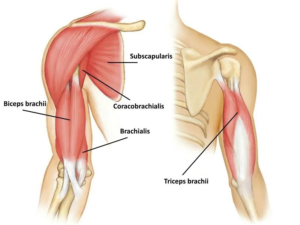 К чему крепится бицепс. Плечевая мышца (musculus brachialis. Брахиалис анатомия. Biceps brachii мышца. M. biceps brachii и m. brachialis.