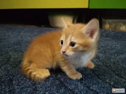 Рыжий котенок в добрые