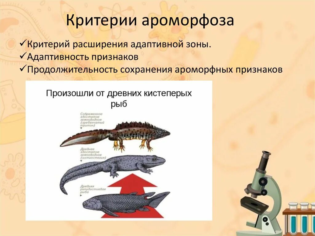 Примеры ароморфоза и дегенерации. Критерии ароморфоза. Ароморфоз это в биологии. Ароморфоз примеры. Ароморфоз примеры у животных.