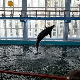 Дельфинарий курортное расписание