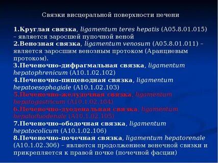 Почечно почечная связка