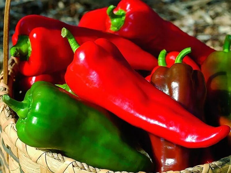 Перец сорт сладкий болгарский. Capsicum annuum сладкий перец. Перец Рог буйвола f1. Перец острый Бонни. Перец Маркони красный.