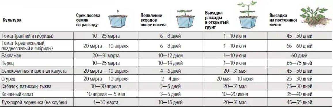 За сколько до высадки сажать огурцы. Таблица посева семян на рассаду и высадка в грунт. Сроки высадки семян на рассаду таблица. Возраст рассады для высадки в грунт таблица. Возраст рассады овощей для высадки в грунт.