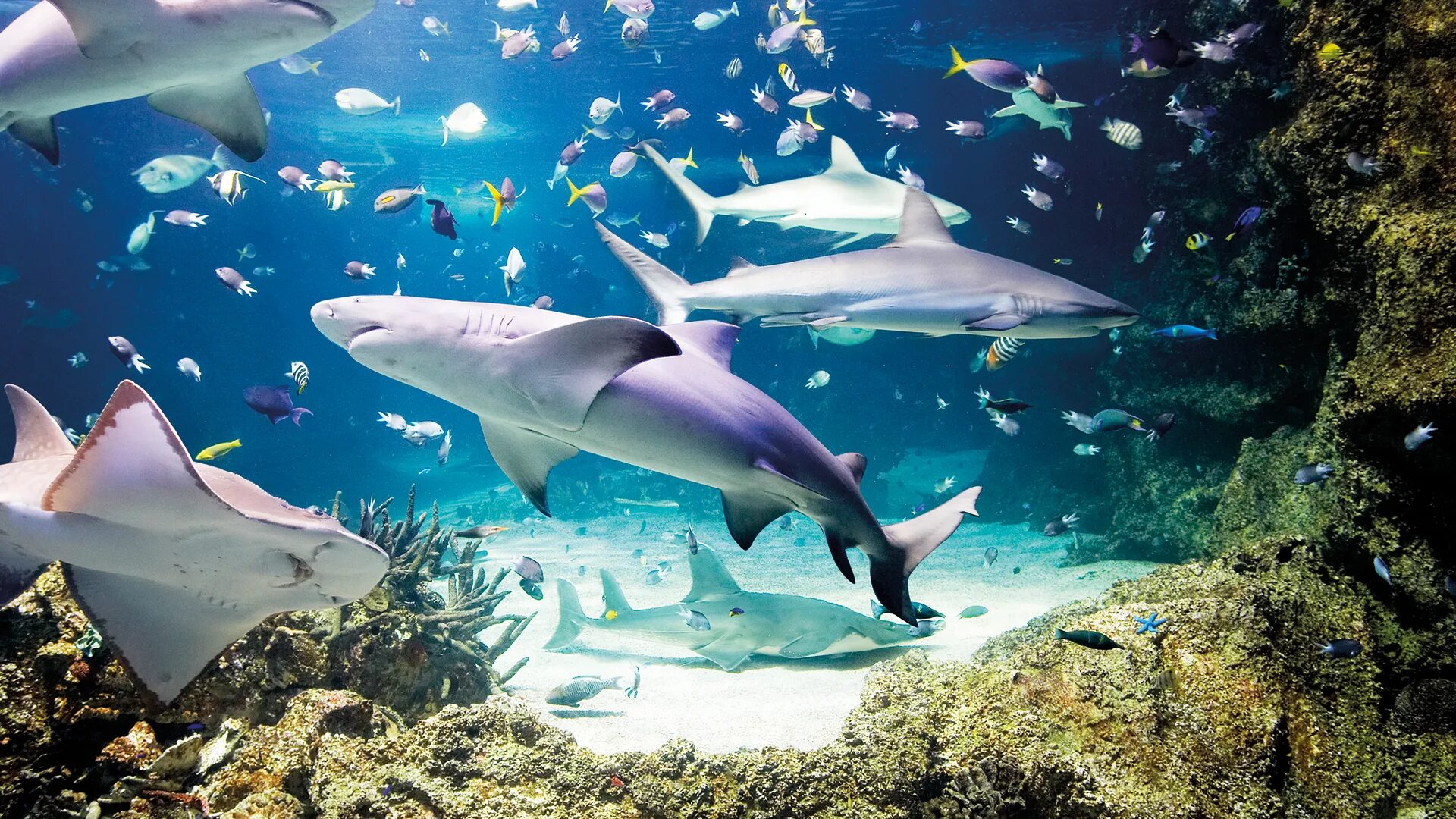 Отзыв sea life. Австралия Сиднейский аквариум. Сиднейский аквариум морская жизнь. Рифовая акула Австралия. Сиднейский аквариум Sea Life в астралий.