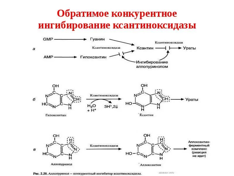 Формула ингибиторы ксантиноксидазы. Аллопуринол ингибитор ксантиноксидазы. Аллопуринол конкурентный ингибитор. Аллопуринол ксантиноксидаза реакция.