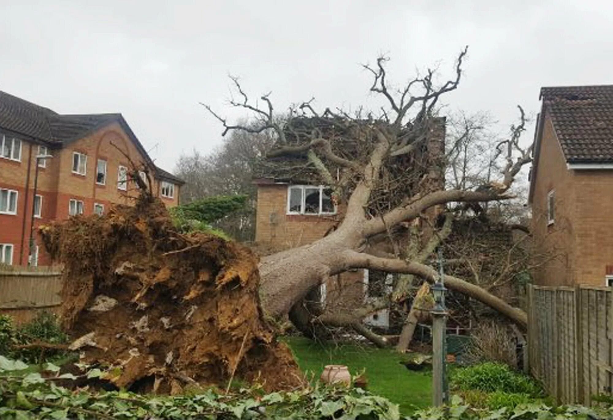 Rain damage. Дерево рядом с домом. Дерево упало на дом. Дуб на участке. Большое дерево на участке.