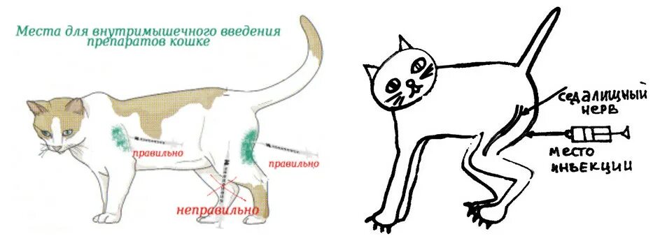 Как колоть укол кошке