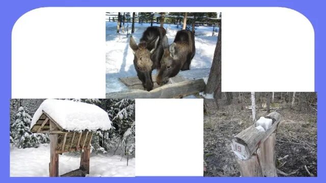 Лесные жители зимой. Зимняя жизнь птиц и зверей 2 класс. Как зимуют звери. Окружающий мир зимняя жизнь птиц и зверей. Зимняя жизнь птиц и зверей 2 класс.