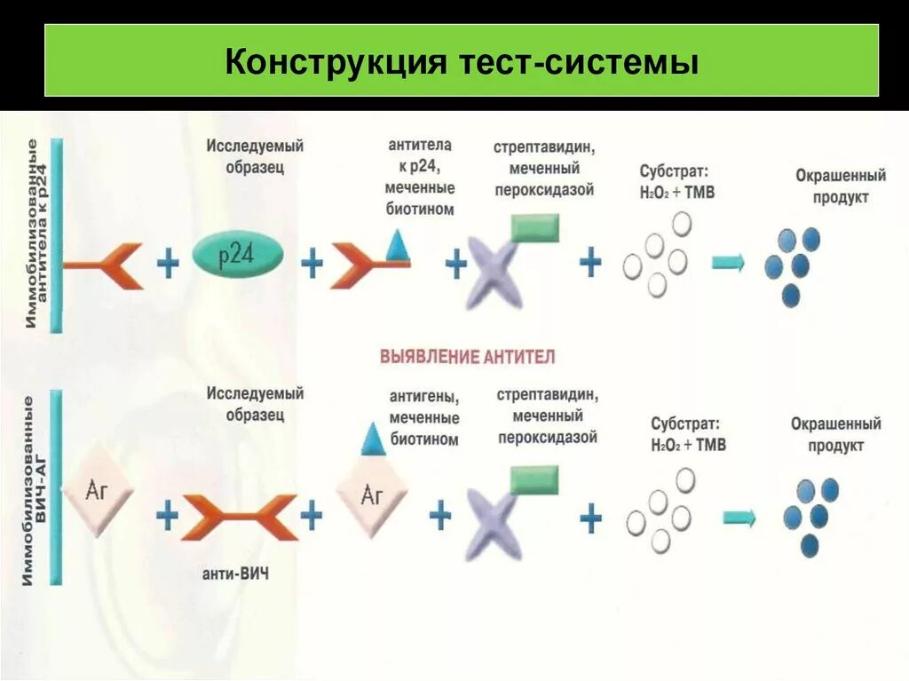 Тест конструкции. Стрептавидин-биотиновый метод. стрептавидин биотиновый метод ифа. конструкции тест. стрептавидин схема.