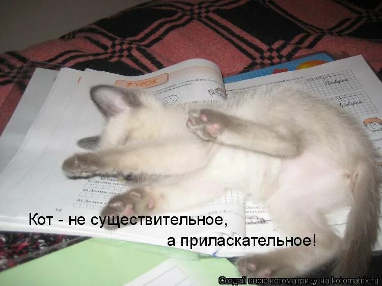 Ученье свет кот. Котик на уроке. Не хочу учиться хочу жениться. Кот урка. Не хотят учиться форум