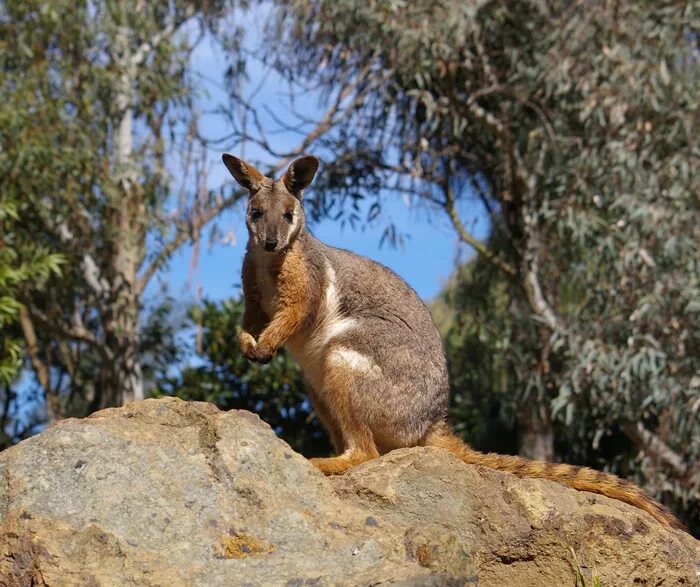 Кенгуру гранди. Горный валлаби. Кенгуру скальные валлаби. Валлаби Австралия. Животные Австралии кенгуру.