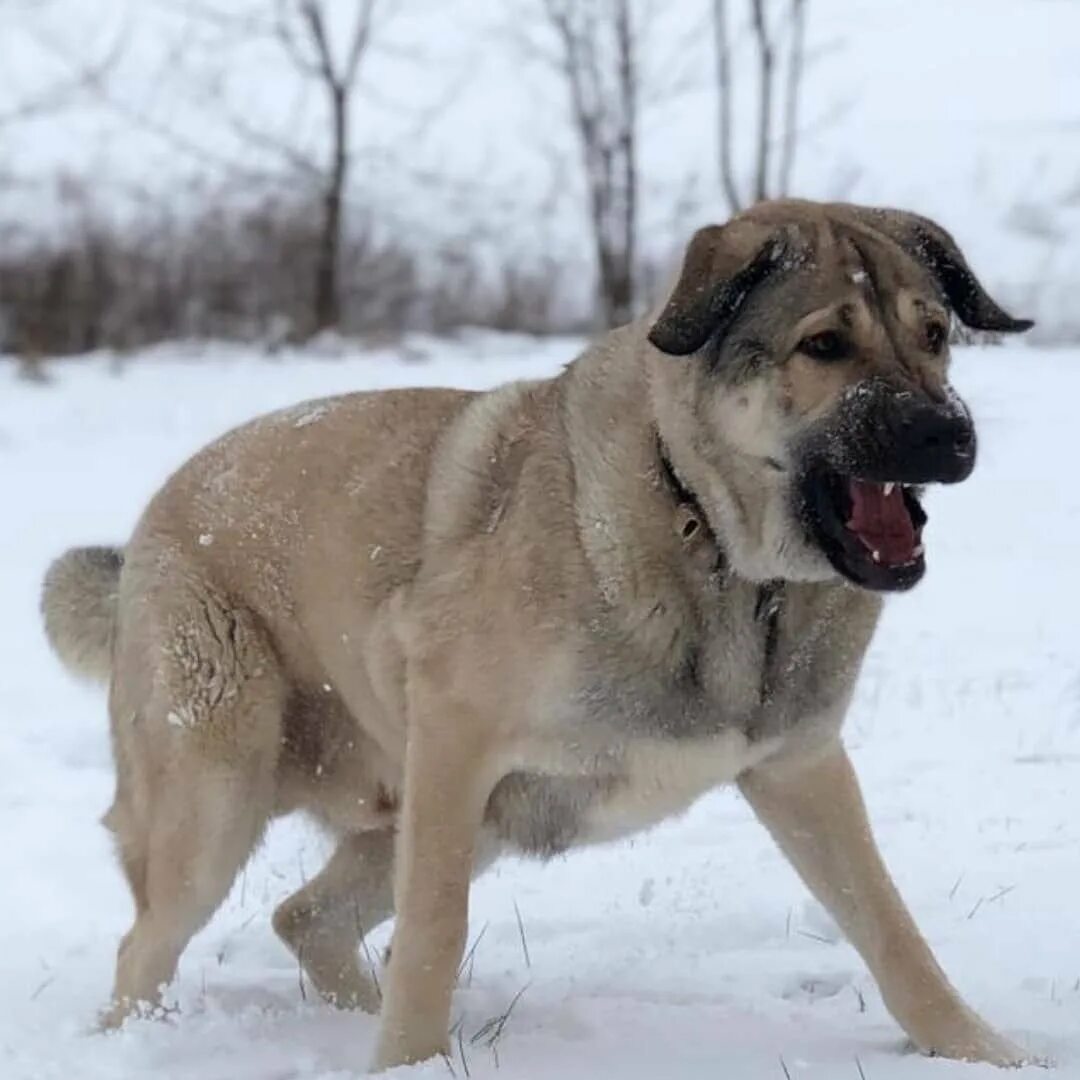 Калган собака. Турецкий кангал щенок. Турецкий кангал. Турецкий ганган. Акбаш анатолийская овчарка.