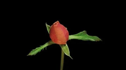 Rose gif box net