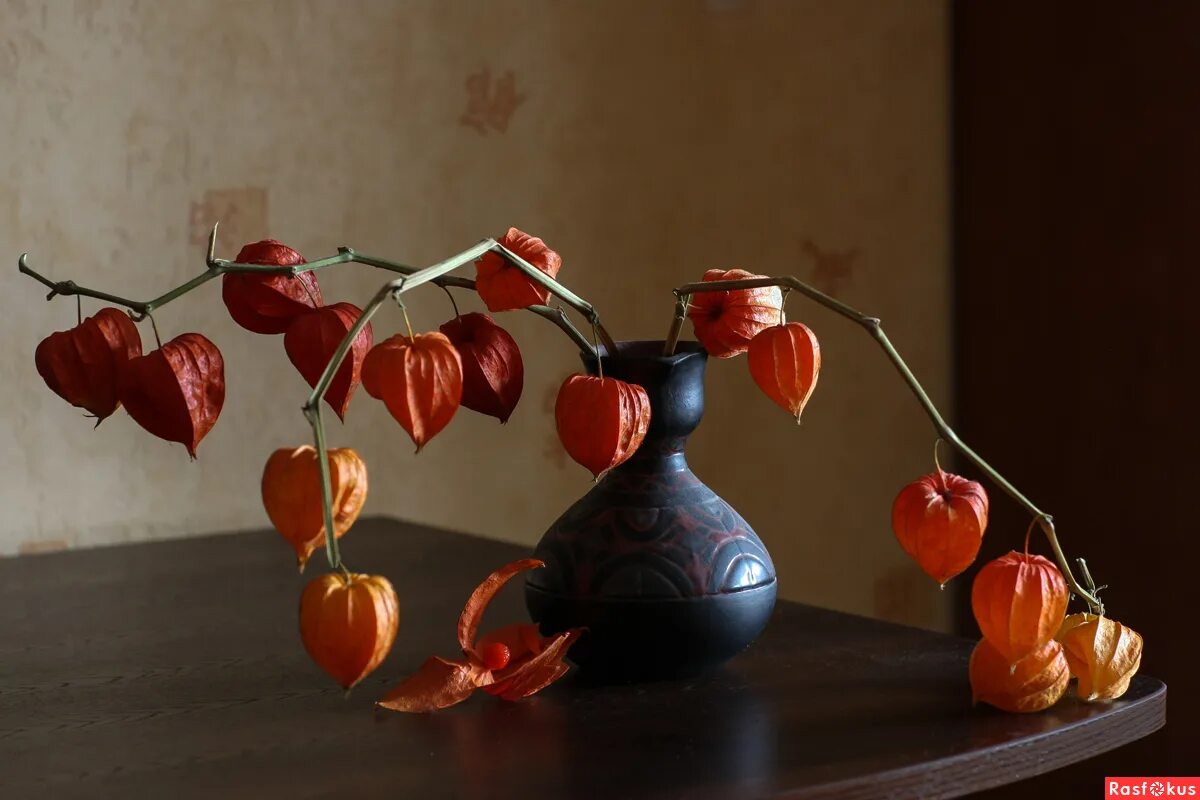 натюрморту ольги седых физалис. тыквы физалис рябина. осенний физалис. натюрморт с физалисом. натюрморт с физалисом.