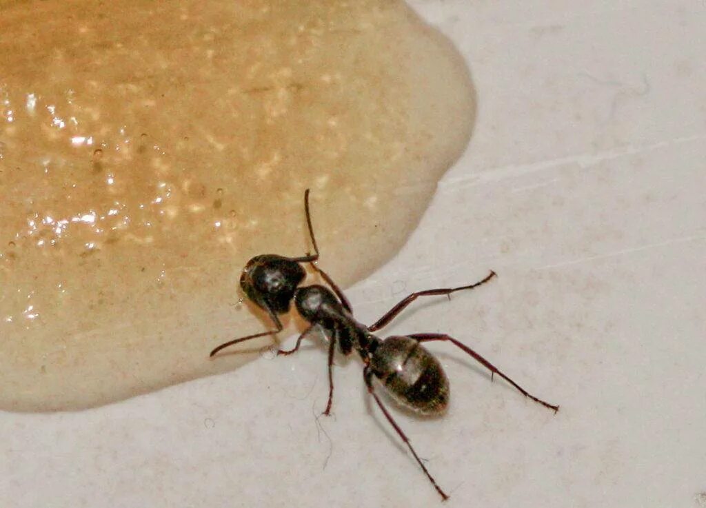 От черных муравьев в доме. Домашний муравей. Черный муравей. Маленькие черные муравьи. Муравей домашний черный.