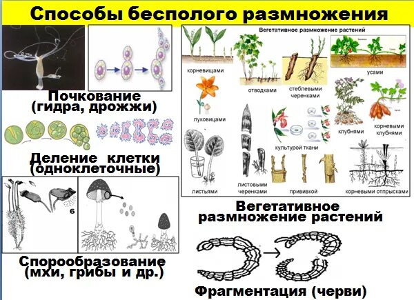 Какая стадия растения обеспечивает его бесполое размножение. Схема способы бесполого размножения растений. Виды бесполого размножения растений 6 класс. Формы бесполого размножения растений таблица 6 класс. Схема бесплодного размножения растений.