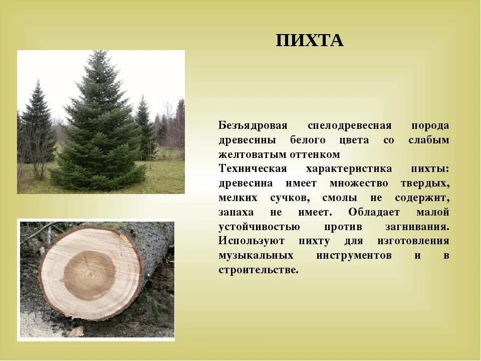 Свойства древесины иноземных деревьев. Пихта сибирская древесина. хвойная древесина. характеристики древесины пихта. пихта порода древесины.