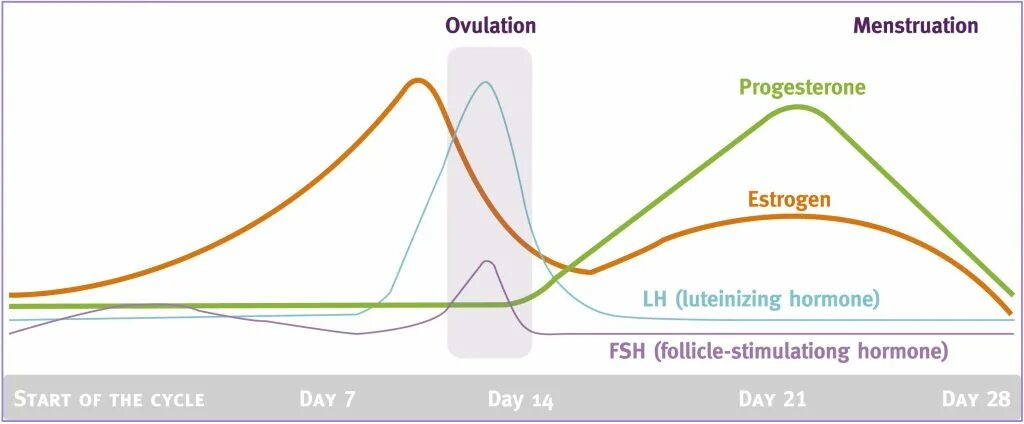 Трех дней в зависимости от. Гормоны менструационного цикла. Фазы менструационного цикла и гормоны. Гормоны в зависимости от цикла. Эстрогеновая фаза цикла.