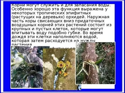 Почему корни растут в течении всей жизни