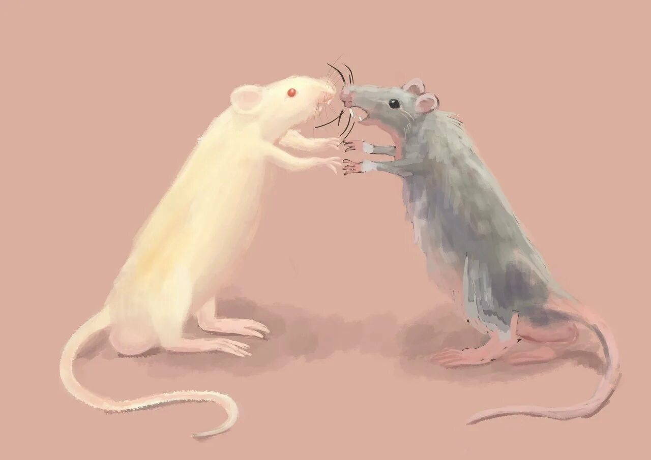 Мыши пара. Крыска арт. Крысы подружки. Милые крысы. Две крысы.