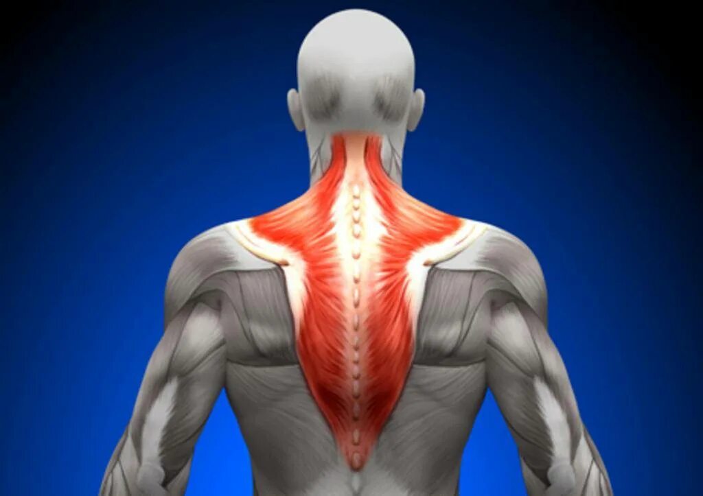 Наружный край трапециевидной мышцы. Большая и малая ромбовидные мышцы спины. Musculus trapezius синельников. Мышцы спины трапециевидная дельтовидная. Трапециевидная мышца спины функции.