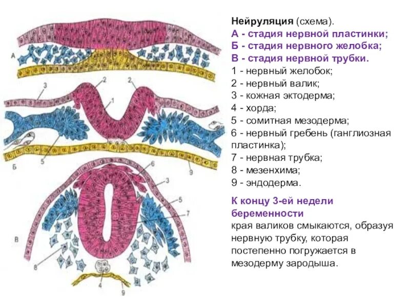 Содержит хорду и нервную пластинку