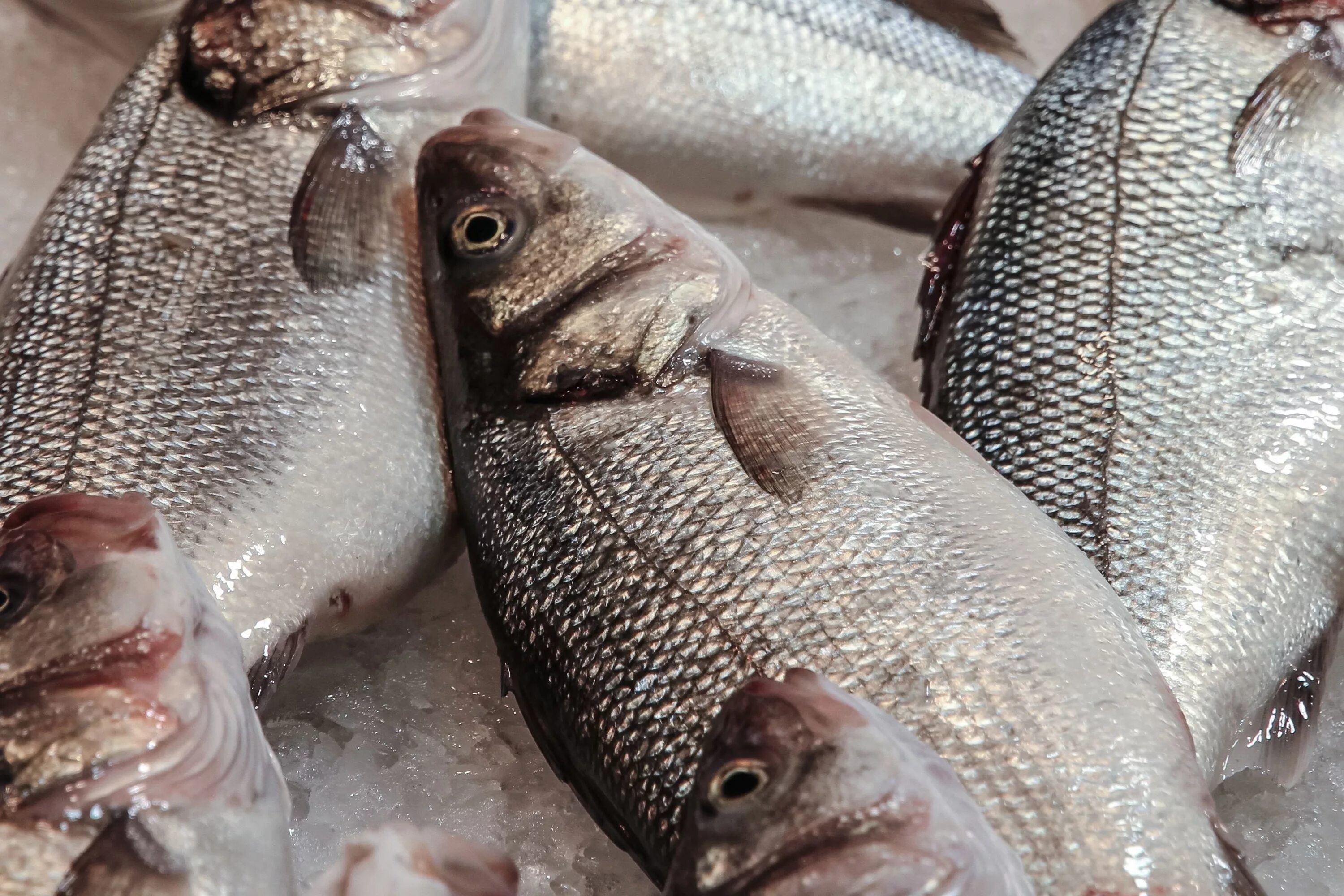 Зимовальная яма карп. Норвегия рыба. Рыба песчанка морская. Куда ушла рыба. Добыча рыбных ресурсов.