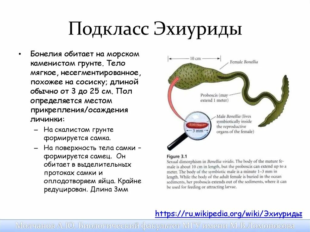 Червь бонеллия виридис. Многощетинковые черви эхиуриды. Эхиуриды строение.