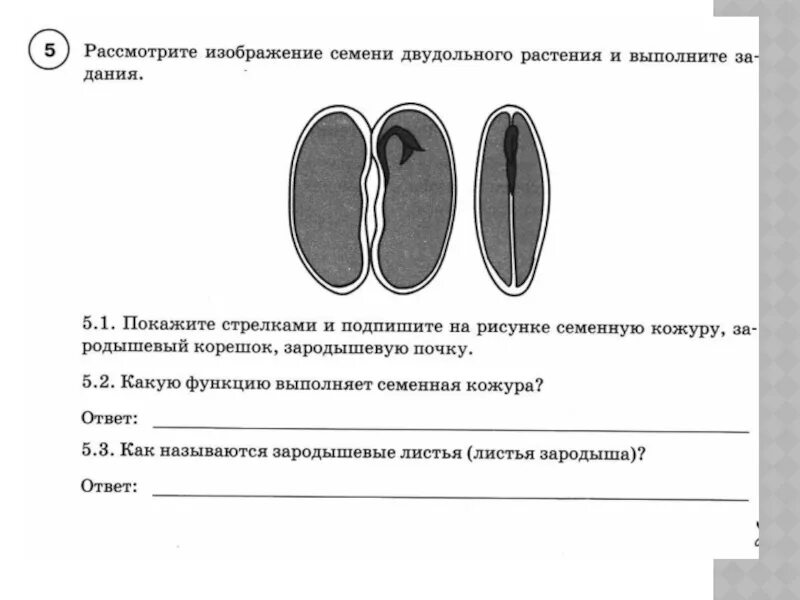 Семенная кожура впр