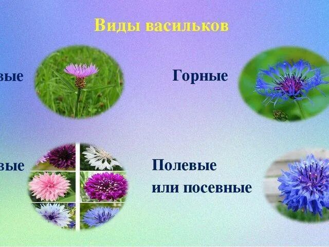 Какой тип питания характерен для василька лугового. Василек слайд. Василек презентация. Описание василька. Василек покрытосеменное растение.