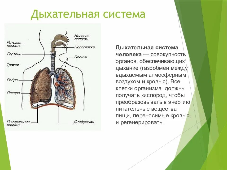 Особенности строения и работы дыхательной системы человека. Дыхательная система человека строение по порядку. системы органов человека дыхательная система. схемы работы выделительной и дыхательной систем. строение дыхательной системы человека рисунок с описанием.