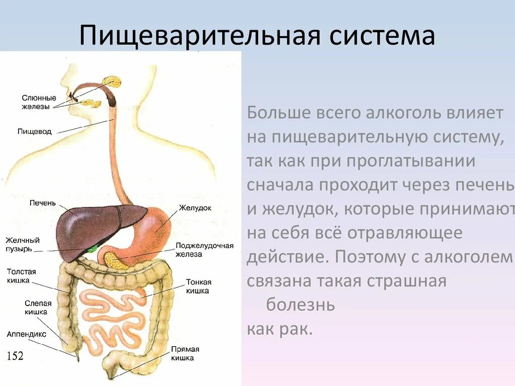 Органы пищеварения 4 класс. Анатомическое строение пищеварительной системы человека. Рис 91 система органов пищеварения. Система органов пищеварения кратко. Строение пищеварительной системы биология.