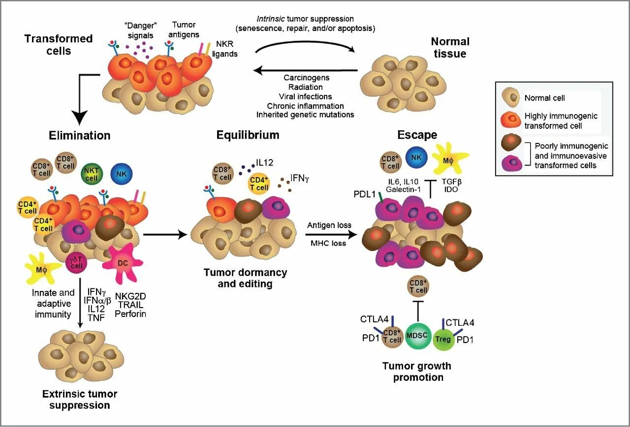 Advanced tumor. Tumor growth. а4 в клетку. антиген д. elimination equilibriuj progression tumor.
