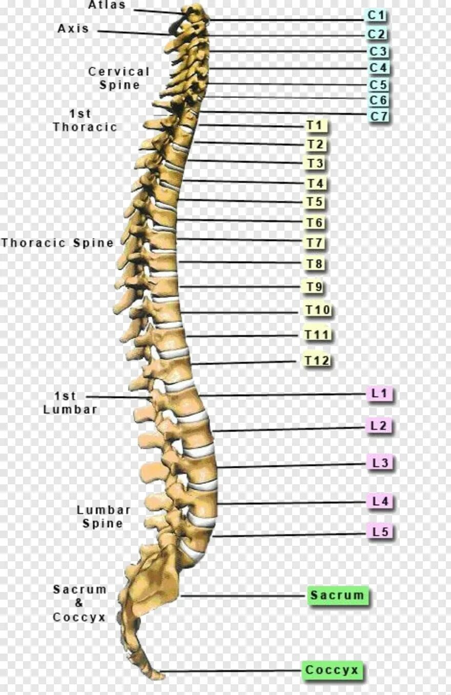 Позвоночник отдел l3 s1. L1 l2 позвонки. L2-l4 позвонки. Позвонки l1-s1. L1 l2 l3 позвонки.