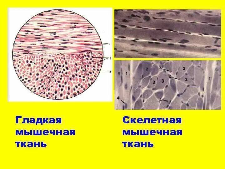 Строение мышечной ткани под микроскопом. Мышечная ткань микропрепарат. Сердечная мышечная ткань в продольном и поперечном разрезе. Гладкая мышечная ткань продольный разрез препарат. Гладкая мышечная ткань в дерме