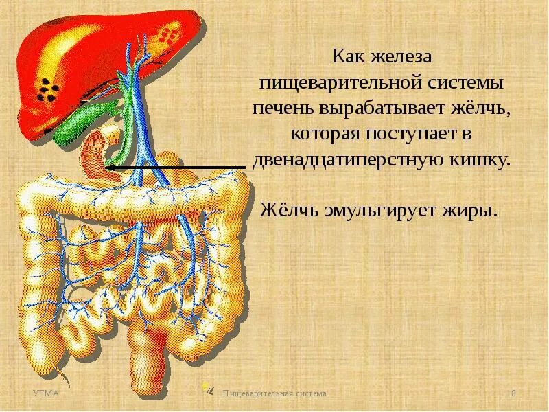 Печень пищеварительная система. Пищеварительная система человека вырабатывающая желчь. Печень это орган пищеварительной системы. Пищеварительная система,желез,печень,желчь. Какой процесс происходит под действием желчи